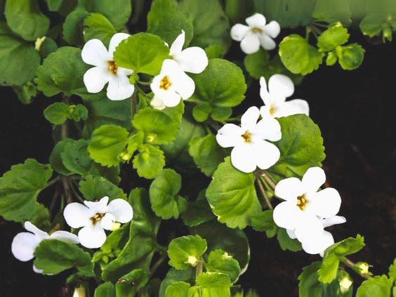 Brahmi flower helps in improving brain function. Ingredient used in Vedic Tiger's Hair Growth Starter Kit with Brahmi Head Massage Oil for relaxation, sound sleep and improved brain function. 
