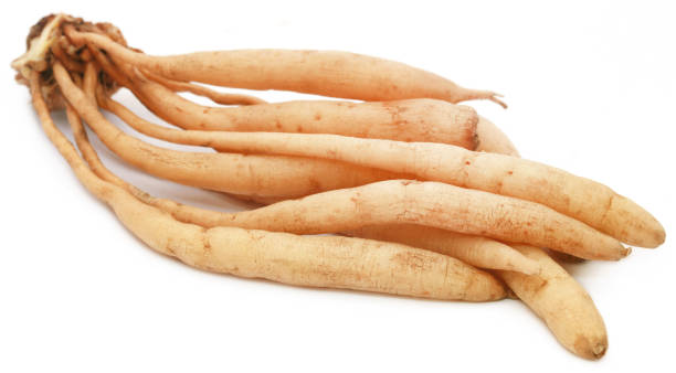 Satavari Rasa or Wild Asparagus bunch of tuberous roots on white background. Adaptogenic Ingredients used in Vedic Tiger natural, pure, clean products good for pregnant women and during lactation. Improves sex drive for both women and men. 